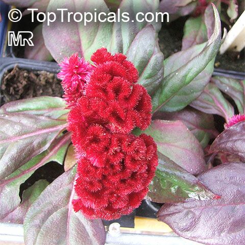 Celosia argentea, Cockscomb, Feathered Amaranth, Woolflower, Red Fox