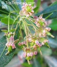 Dodonaea viscosa, Hopseed bush

Click to see full-size image
