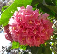 Dombeya wallichii, Dombeya x cayeuxii, Pink Ball Tree, Tropical Hydrangea

Click to see full-size image