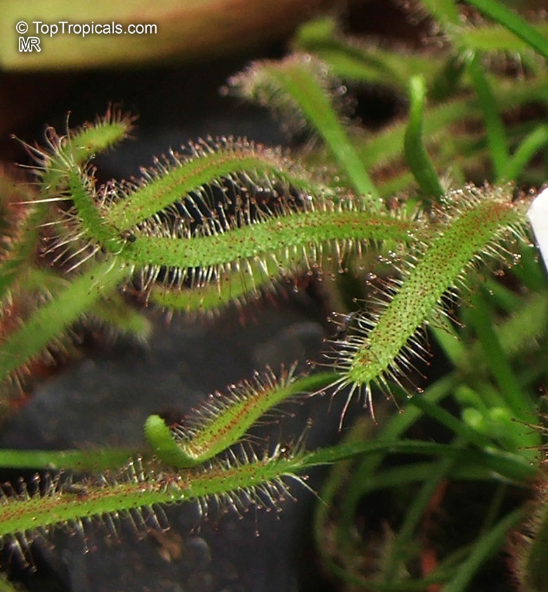 Drosera sp., Sundew. Drosera capensis