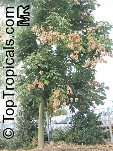 Firmiana simplex, Sterculia platanifolia, Chinese Parasol Tree