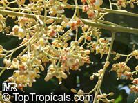 Firmiana simplex, Sterculia platanifolia, Chinese Parasol Tree

Click to see full-size image