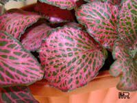 Fittonia albivenis, Fittonia verschaffeltii, Mosaic Plant, Nerve Plant, Painted Net Leaf

Click to see full-size image