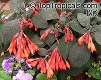 Fuchsia x hybrida, Fuchsia Hybrid