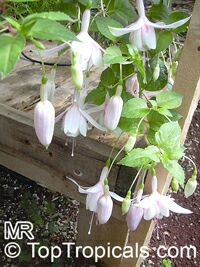 Fuchsia x hybrida, Fuchsia Hybrid