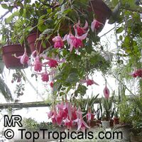 Fuchsia x hybrida, Fuchsia Hybrid