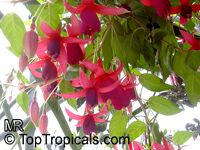 Fuchsia x hybrida, Fuchsia Hybrid
