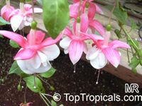 Fuchsia x hybrida, Fuchsia Hybrid