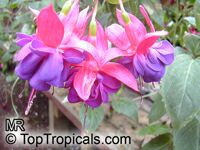 Fuchsia x hybrida, Fuchsia Hybrid