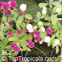 Gomphrena sp., Globe amaranth, Bachelor's buttons

Click to see full-size image