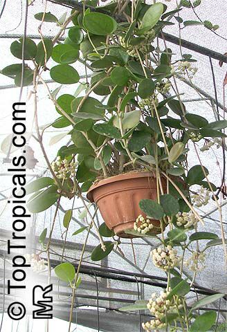 Hoya australis, Common Waxflower