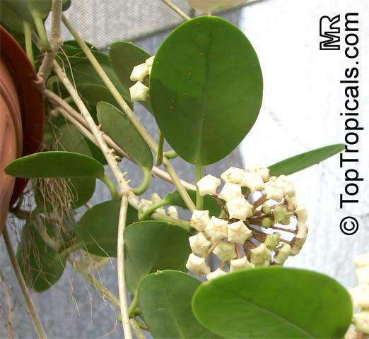 Hoya australis, Common Waxflower