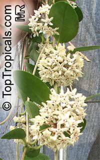 Hoya australis, Common Waxflower

Click to see full-size image