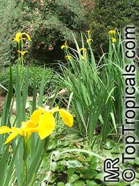 Iris sp. (Beardless irises), Beardless Irises, Water Irises

Click to see full-size image
