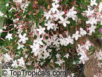 Jasminum polyanthum, Jasminum blinii, Jasminum delafieldii, Pink jasmine, Winter Jasmine, French Perfume

Click to see full-size image
