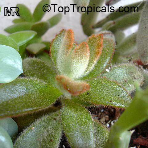 Kalanchoe tomentosa, Pussy Ears, Panda Plant. K. t. Chocolate Soldier
