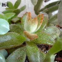Kalanchoe tomentosa, Pussy Ears, Panda Plant

Click to see full-size image