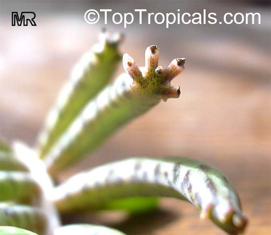 Bryophyllum delagoense, Kalanchoe delagoensis, Kalanchoe tubiflora, Bryophyllum tubiflorum, Bryophyllum verticillatum, Chandelier plant