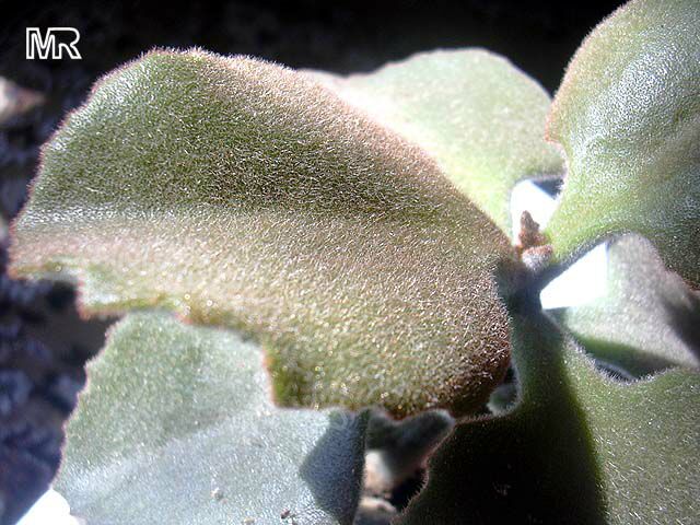 Kalanchoe beharensis, Velvet Leaf