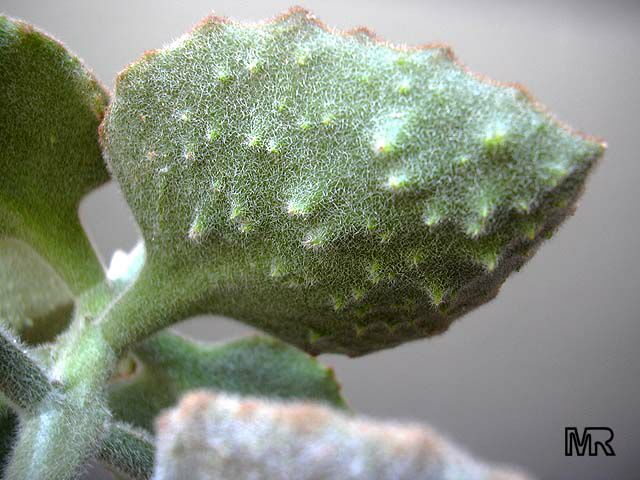 Kalanchoe beharensis, Velvet Leaf