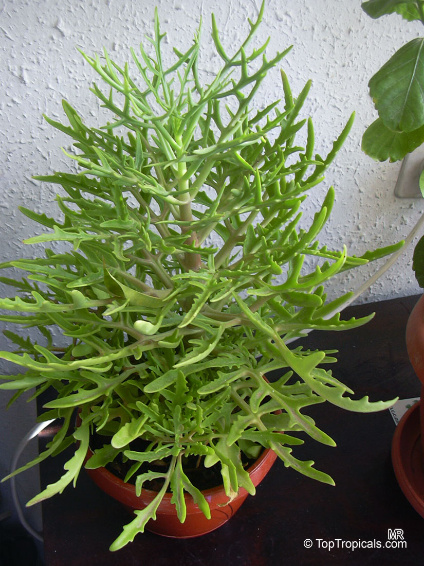 Kalanchoe laciniata, Christmas Tree Plant