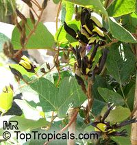 Kennedia nigricans, Black Coral Pea

Click to see full-size image
