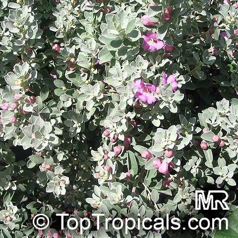 Leucophyllum frutescens, Texas Ranger, Texas Sage, Barometer Bush, Cenizo, Silverleaf, Purple Sage
