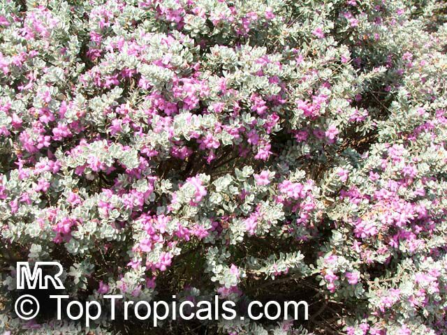 Leucophyllum frutescens, Texas Ranger, Texas Sage, Barometer Bush, Cenizo, Silverleaf, Purple Sage