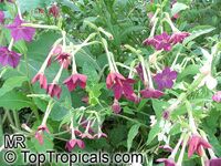 Nicotiana sp., Flowering tobacco

Click to see full-size image