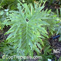 Philodendron bipinnatifidum, Philodendron selloum, Cut-leaf Philodendron, Tree Philodendron, Selloum, Self-header, Split leaf Philodendron
