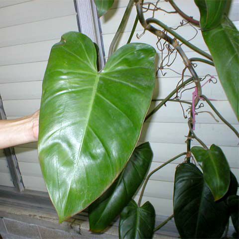 Philodendron erubescens, Blushing Philodendron, Redleaf Philodendron. Photo by Mark Landa