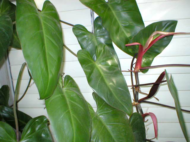 Philodendron erubescens, Blushing Philodendron, Redleaf Philodendron