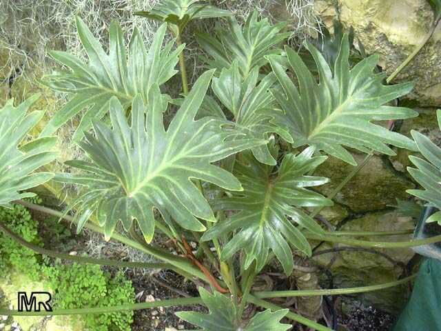 Philodendron pinnatifidum, Philodendron
