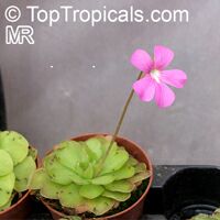 Pinguicula sp., Butterwort

Click to see full-size image