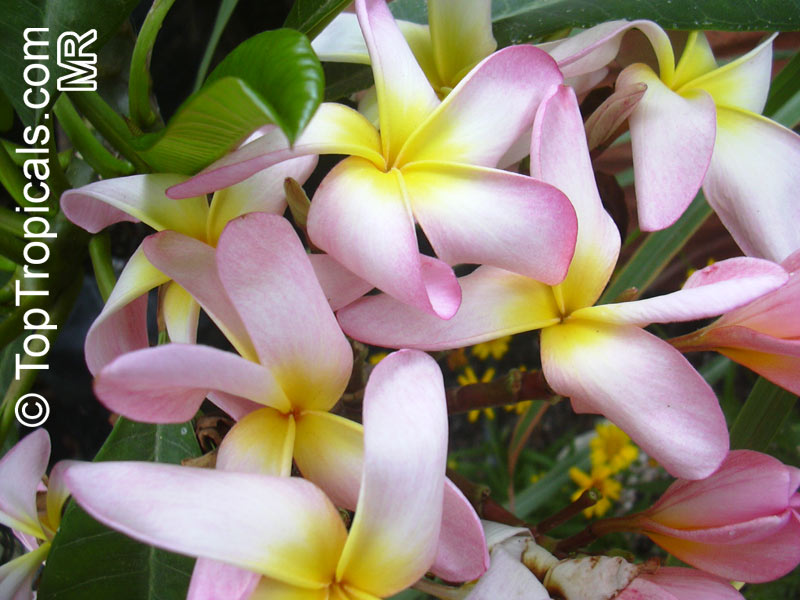 Plumeria Sang Aroon, grafted