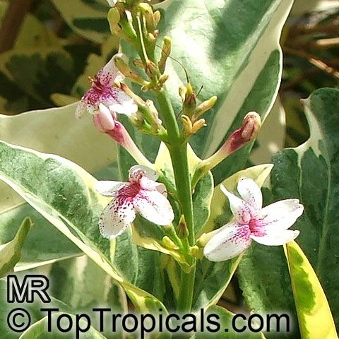 Pseuderanthemum carruthersii var. atropurpureum 'Variegatum', Pseuderanthemum variegatum, Variegated False Eranthemum