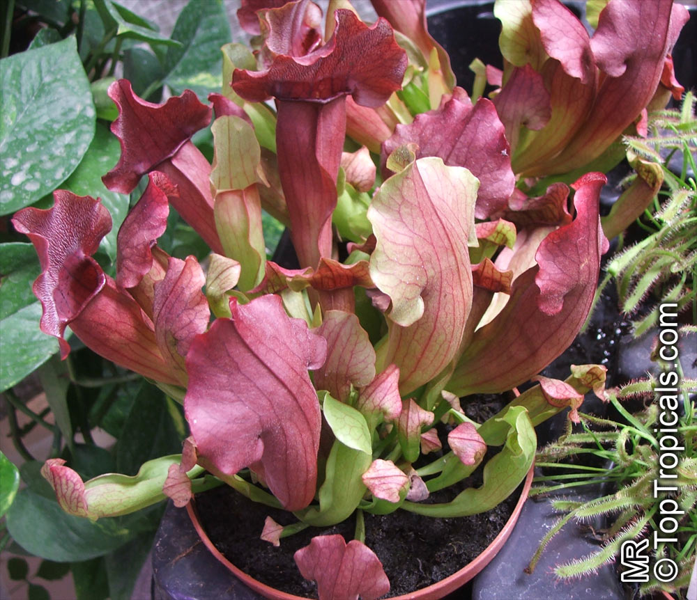 Sarracenia wrigleyana, Scarlet belle pitcher plant