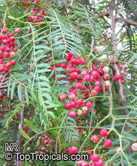 Schinus molle (Перуанский перец) - растение