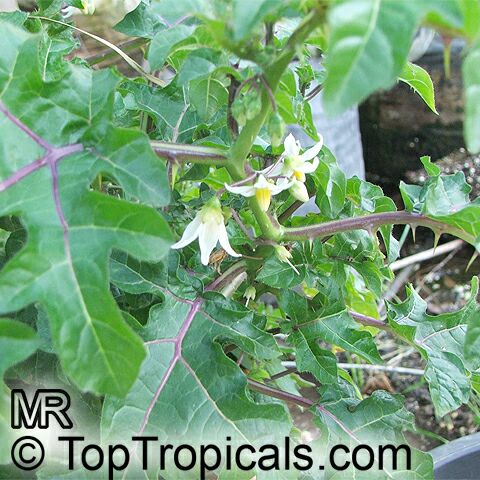 Solanum capsicoides - Cockroach Berry - Mata-cavalo (Solanaceae