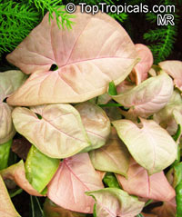 Syngonium podophyllum, Arrowhead vine, Nephthytis, African evergreen