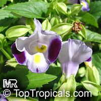 Torenia fournieri, Wishbone Flower, Ladys Slipper, Blue Wing

Click to see full-size image