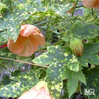 Abutilon x hybridum, Flowering Maple, Weeping Maple,Chinese Lantern

Click to see full-size image