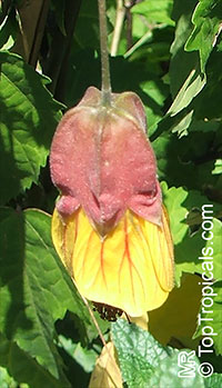 Abutilon megapotamicum, Abutilon vexillarium, Flowering Maple, Trailing Abutilon, Brazilian Bell-flower

Click to see full-size image