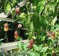 Abutilon megapotamicum, Abutilon vexillarium, Flowering Maple, Trailing Abutilon, Brazilian Bell-flower

Click to see full-size image
