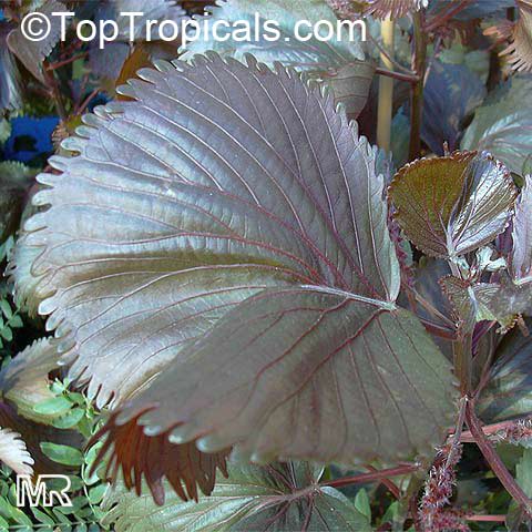 Acalypha wilkesiana, Fire Dragon Acalypha, Hoja de Cobre, Copper Leaf