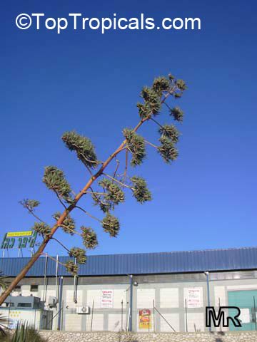 Agave americana, Century plant