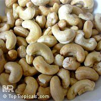 Anacardium occidentale, Cashew Nut, Cashew Apple, Caju

Click to see full-size image