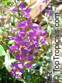 Angelonia angustiflolia, Angelonia goyazensis, Angel Mist, Summer Snapdragon, Angel Flower