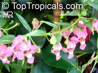 Angelonia angustiflolia, Angelonia goyazensis, Angel Mist, Summer Snapdragon, Angel Flower

Click to see full-size image