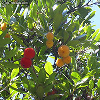 Arbutus unedo, Strawberry Tree

Click to see full-size image